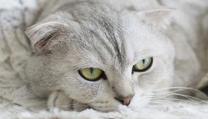 爱游戏下载-高校篮球推广体能恢复课程延长运动员竞技寿命，高校篮球现状