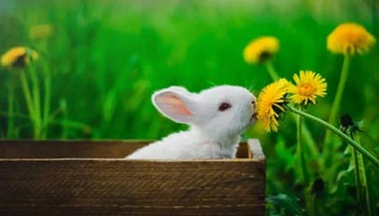 爱游戏下载-高校篮球推广体能恢复课程延长运动员竞技寿命，高校篮球现状