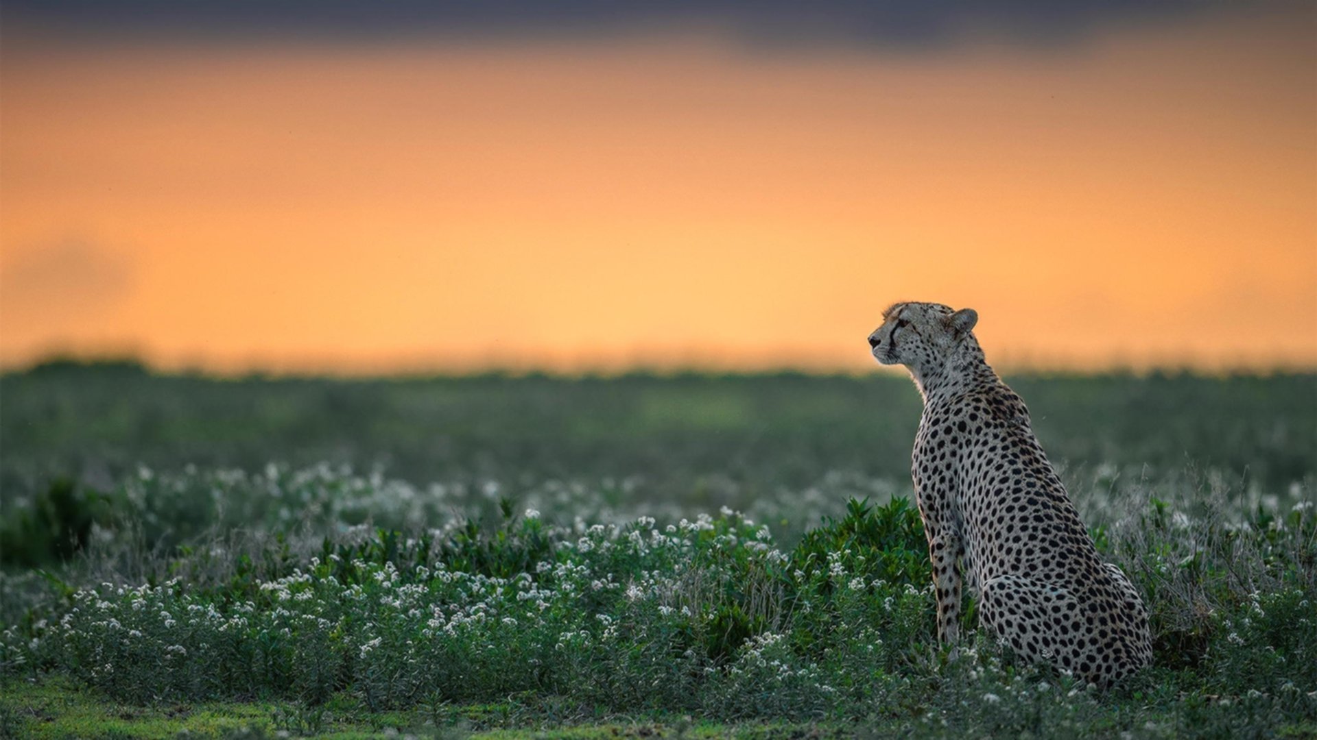 2016年季后赛:面对雷霆的“生死战”,库里挺身而出,投中多个超远距离三分,赢得“最佳表现”