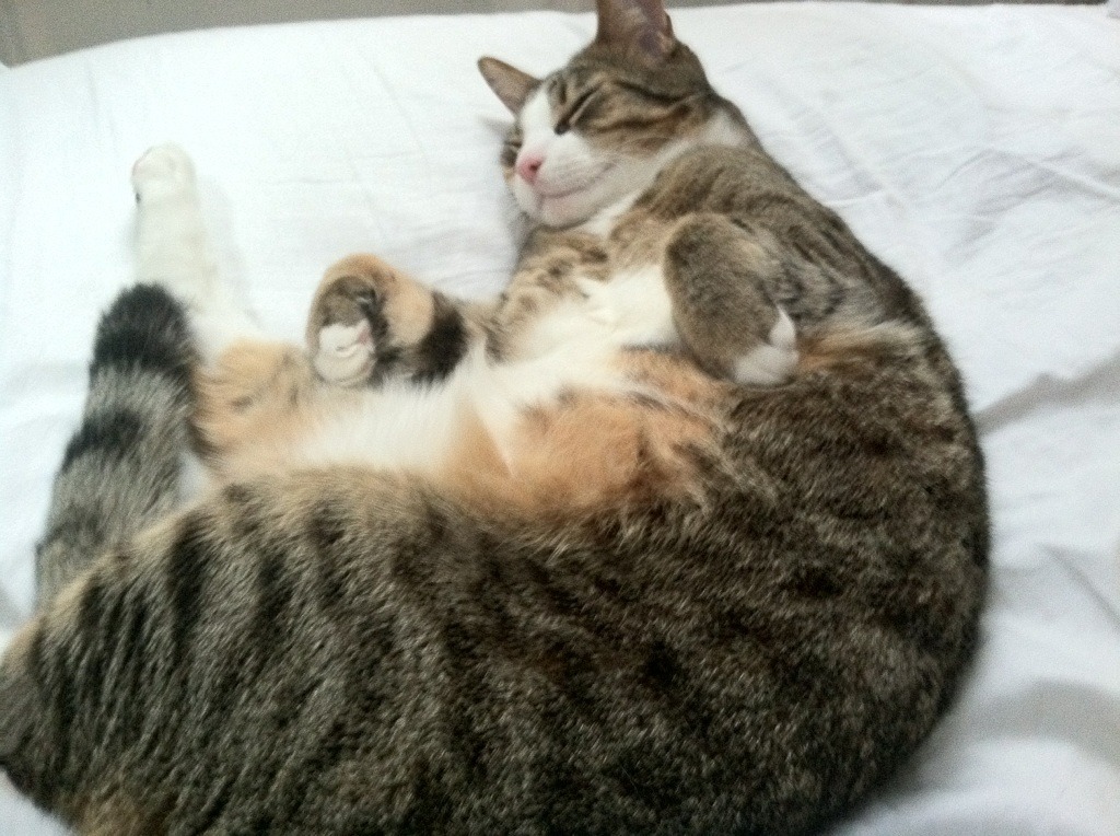 _体育+环保：绿色能源驱动的低碳运动会_，绿色低碳公益活动