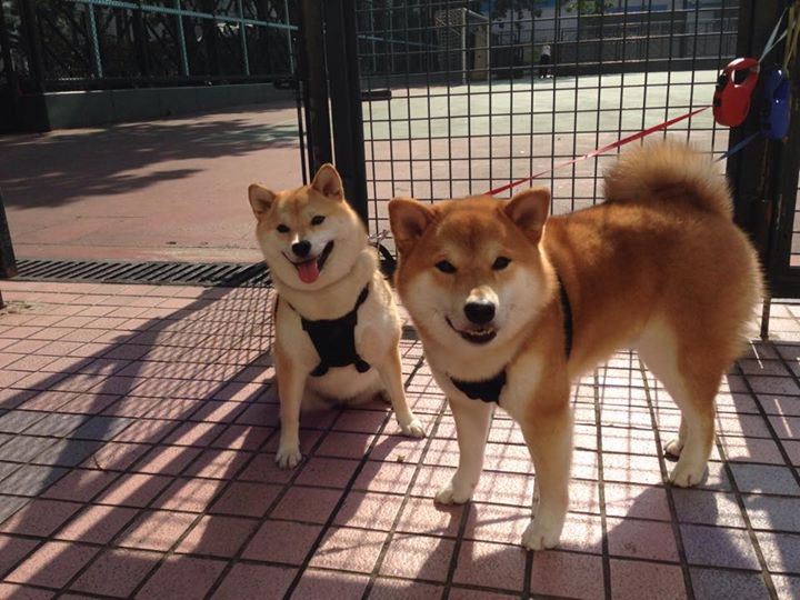 AYX GAME-【纪录片推荐】带你了解棒球的魅力，棒球节目