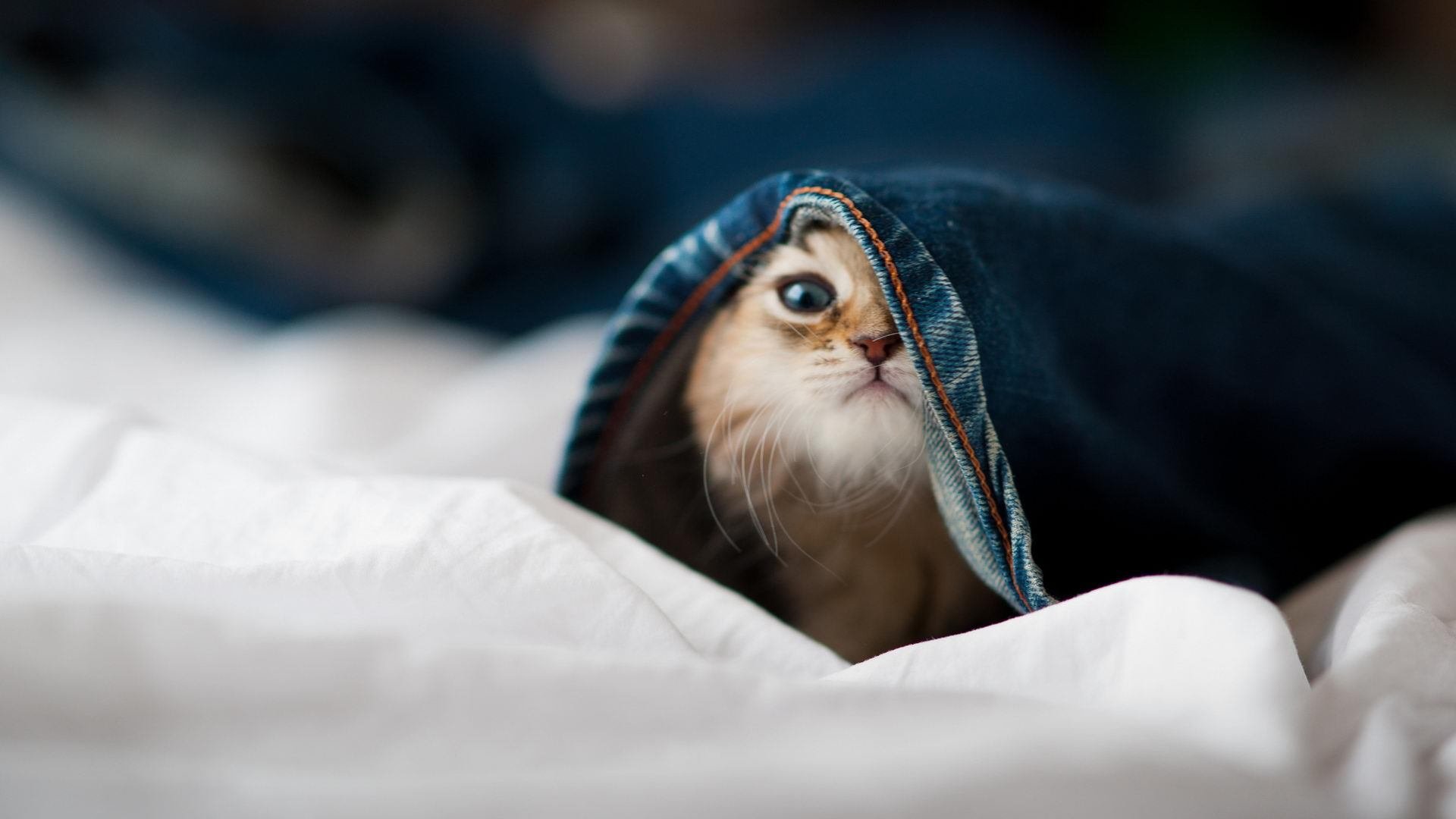 AYX官网-_极地冰雕：在零下温度下坚持比赛的勇士们_，极地冰层