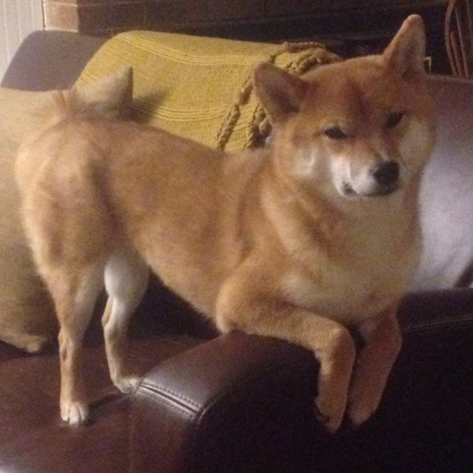 “冠军争夺战正式打响，两强会师，荣誉之战一触即发”，两个冠军之刃有什么区别