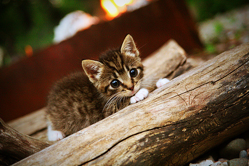 “意甲争夺变得愈发激烈,不确定性增加”,意甲联赛集锦