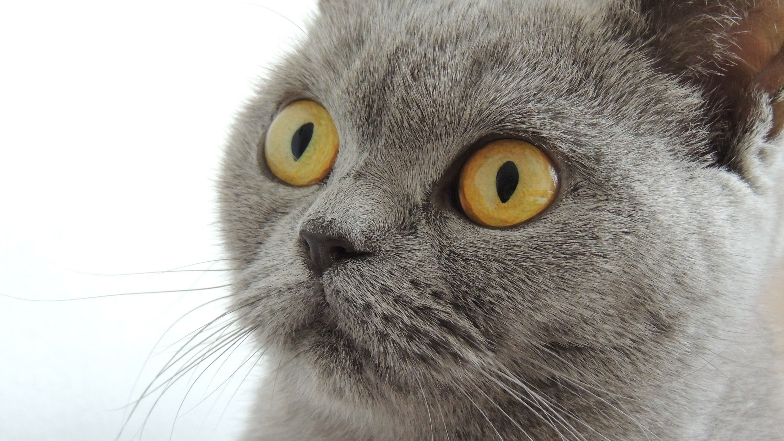 传奇“飞天大脚”:史上最震撼的远射瞬间,飞天大战