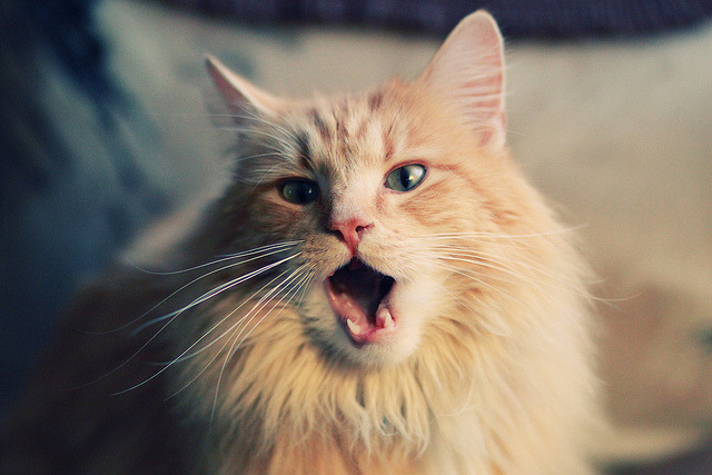 爱游戏官方-九州体育网站_ 大型夜空皮划艇表演，灯火点缀中感受水上魅力，皮划艇 项目