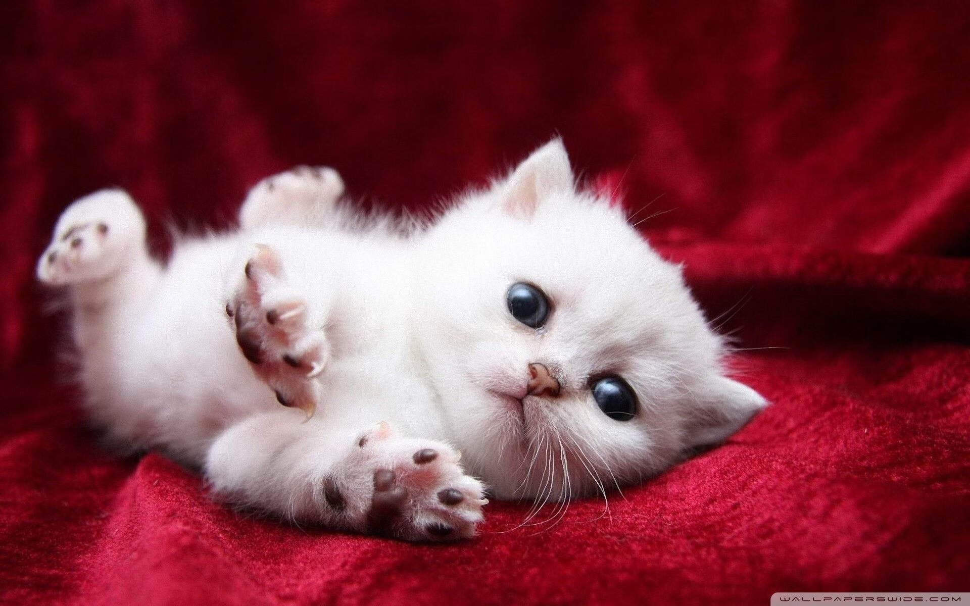 俱乐部官方“互动日”：球迷感受异国风情，俱乐部日常活动