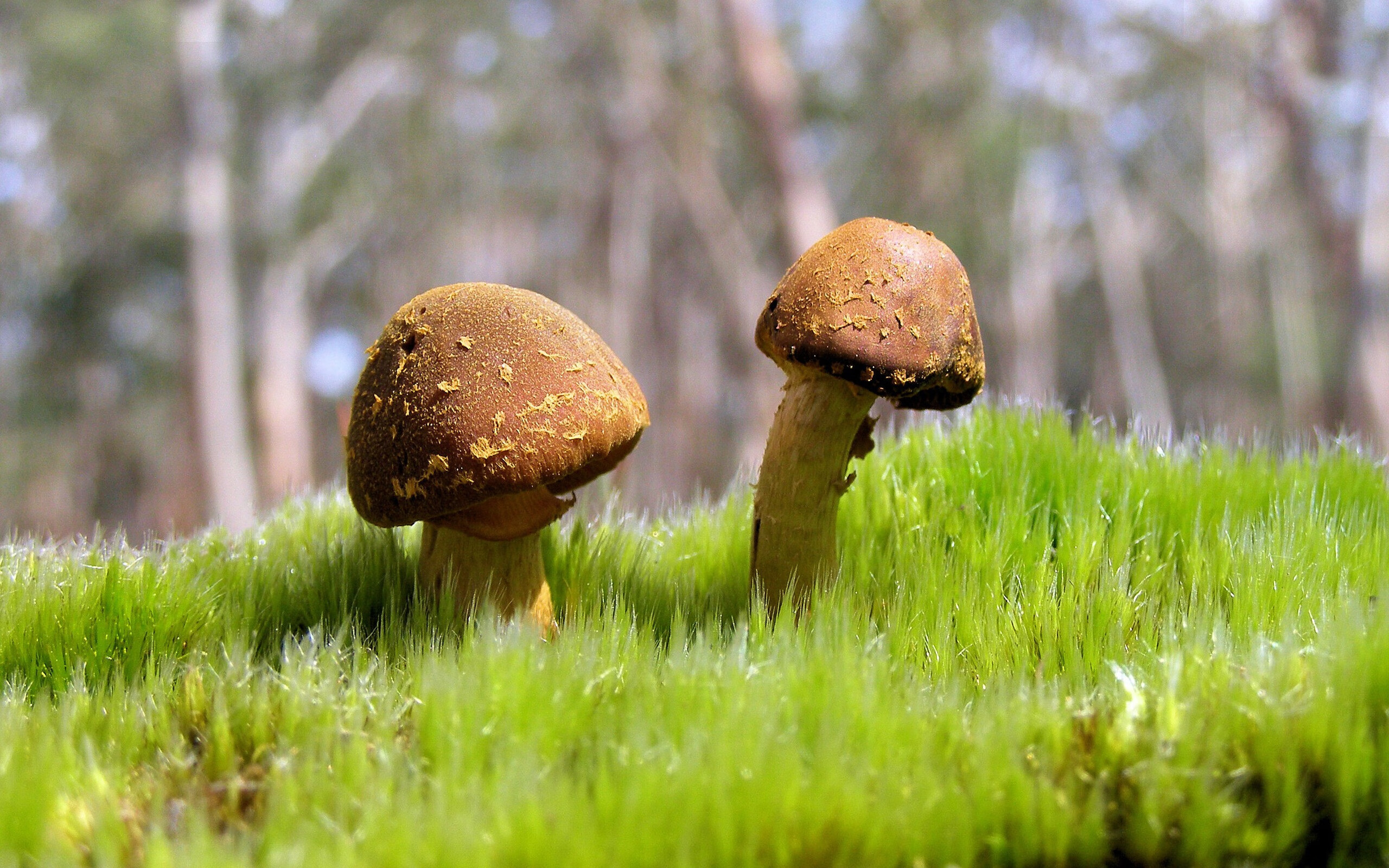 各地推进“校园篮球普及计划”,全民运动持续升温,校园篮球活动