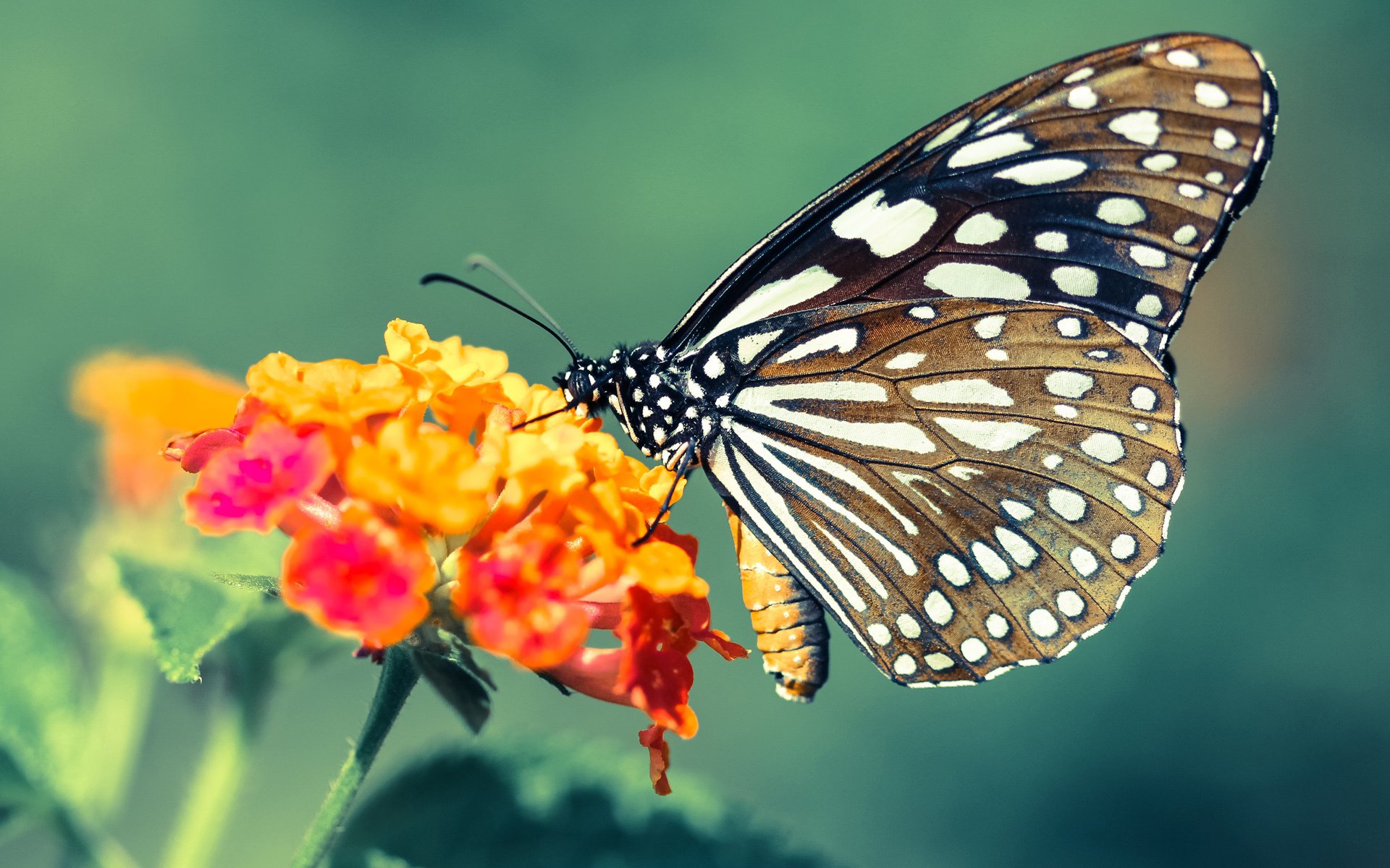 德甲激烈角逐，比分3-2，明星前锋梅开二度，控球时间67%，场均成功抢断72%