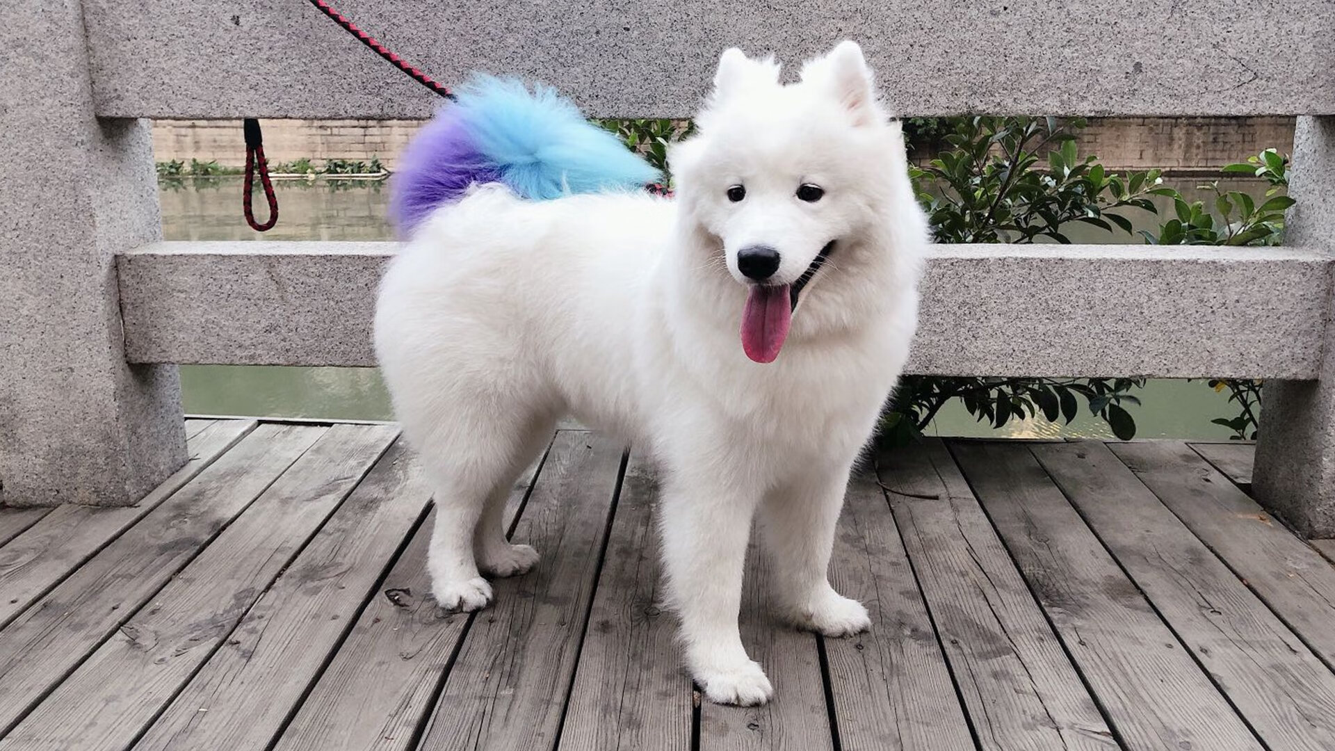 大型街头篮球表演，点燃城市夜空，街头篮球表演视频