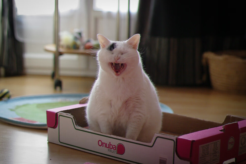 爱游戏下载-墨西哥马术协会引入智能马鞍系统，实现实时数据监测与分析，提升骑乘体验。