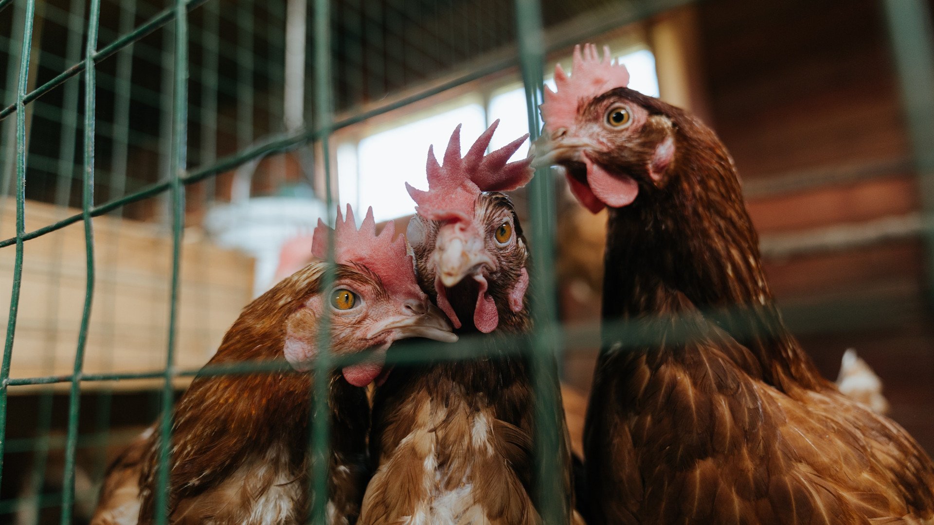 大型河流漂流极速赛，水流搏击的巅峰对决，漂流比赛视频