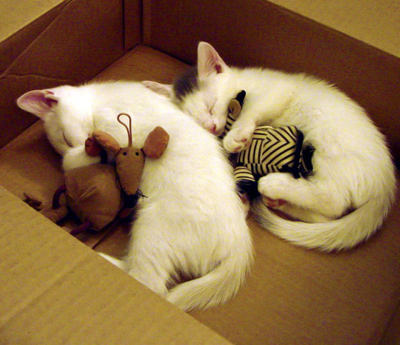 流行瑜伽互动体验,放松身心焕发新活力,瑜伽简单而互动性强的游戏