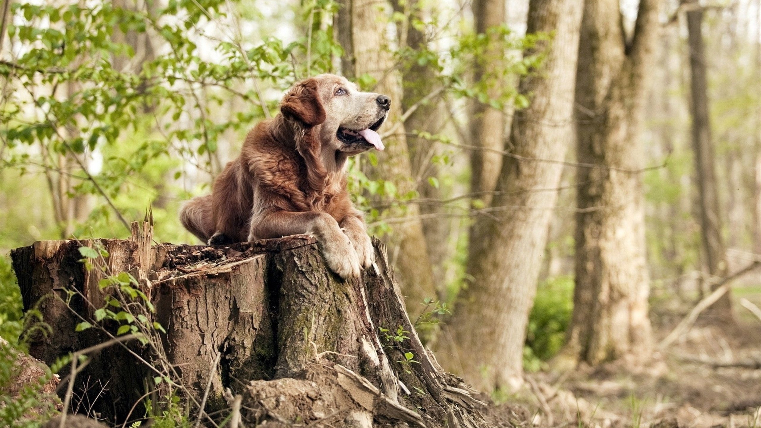 AYX SPORTS-法甲赛况激烈，比分2-1，比赛中精彩突破和远射，关键数据：长传成功率80%、射门准度72%