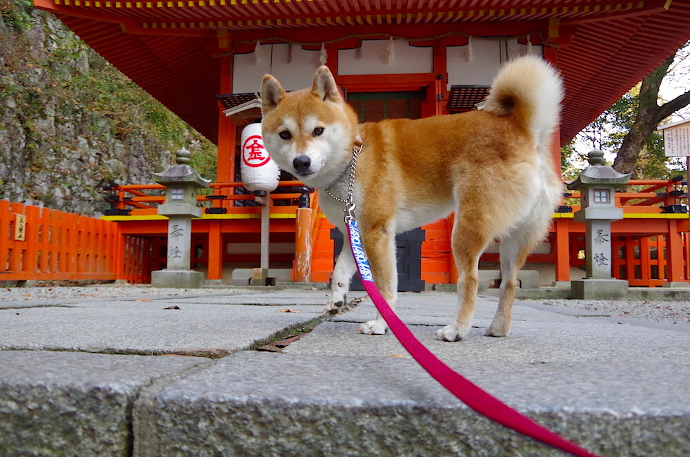法甲赛况激烈，比分2-1，比赛中精彩突破和远射，关键数据：长传成功率80%、射门准度72%