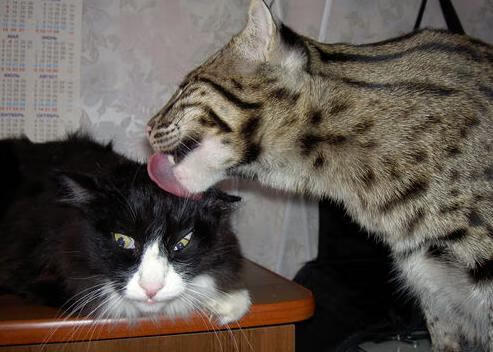 AIYOUXI.COM-青少年篮球比赛线上线下联动，扩大赛事影响，青少年篮球赛的意义