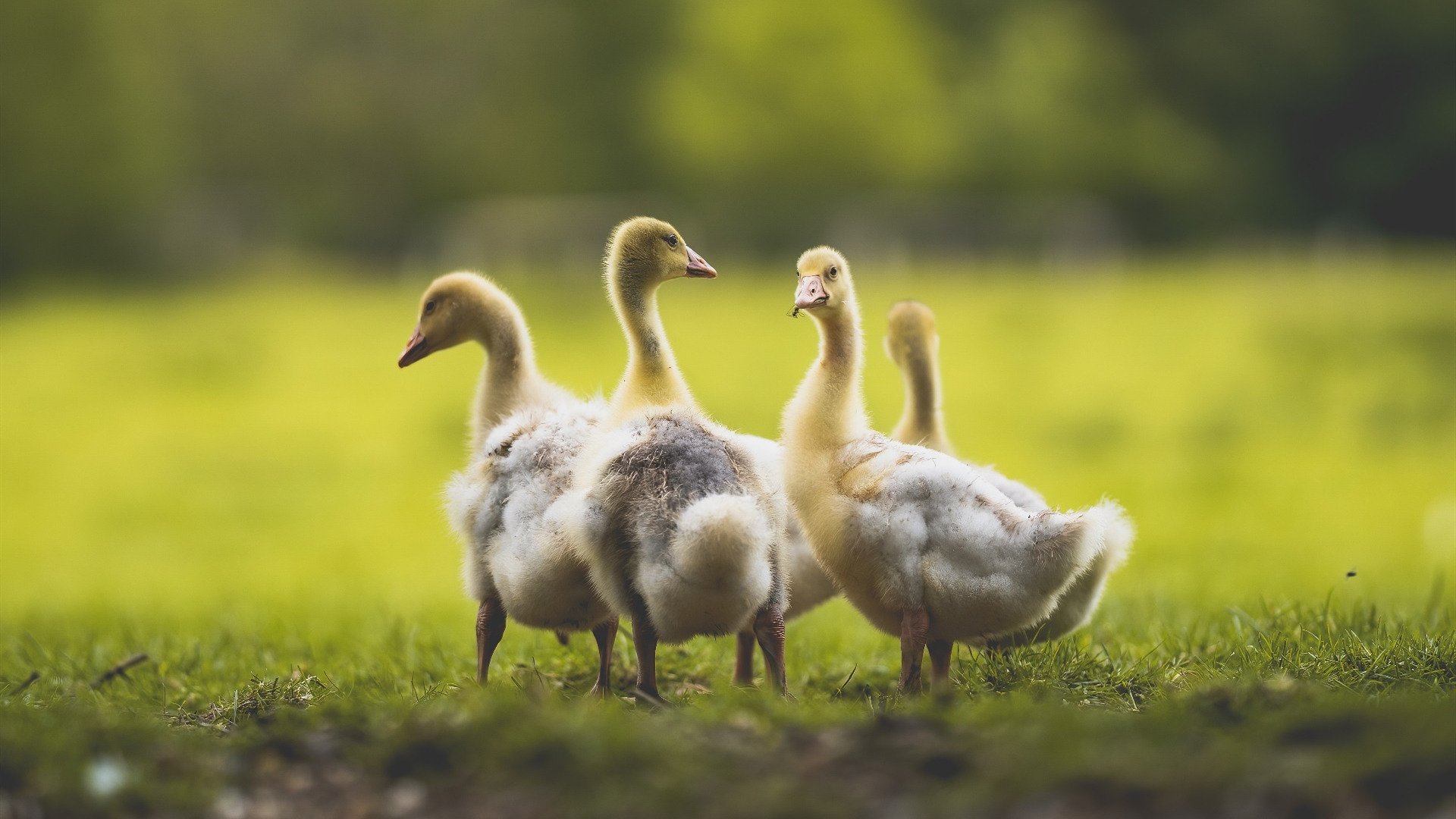 爱游戏app下载-南安普顿客场击败强敌，重返胜利轨道，南安普顿球场简介