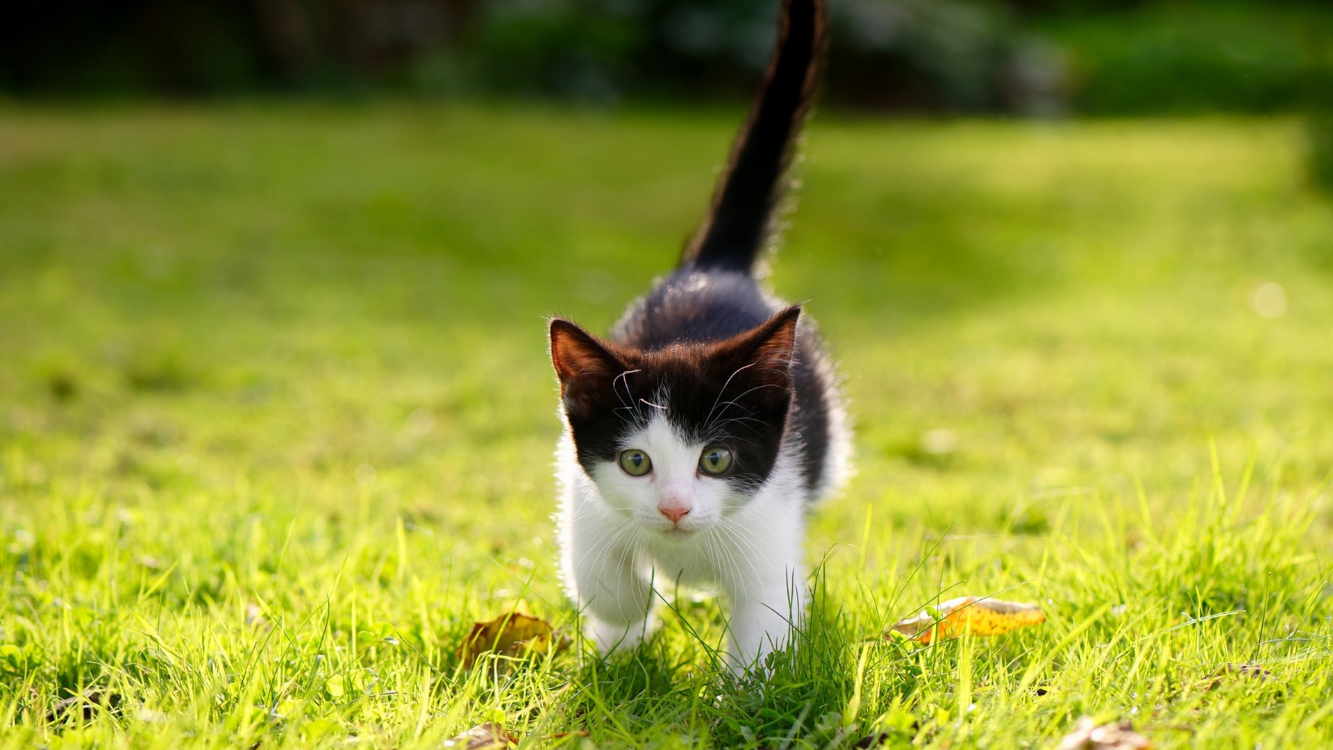 悉尼国王关键比赛连胜，悉尼国王关键比赛连胜多少场