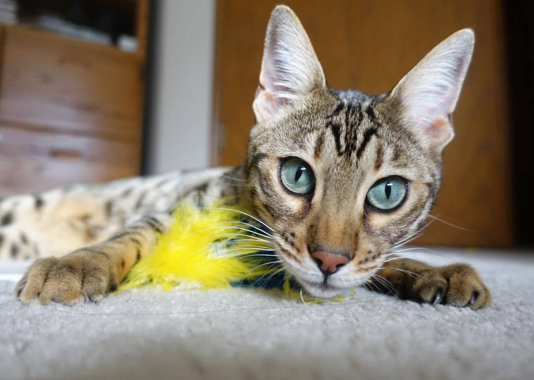 NBA夏季联赛火热开战，新秀文班亚马表现吸睛，文班亚马 虎扑