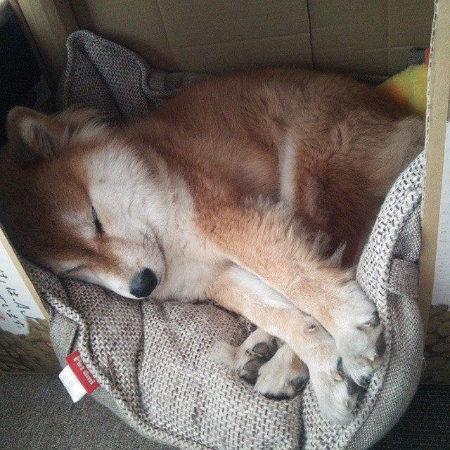 挪威队险胜逆转,斯洛文尼亚队失意,斯洛文尼亚u21vs挪威u21