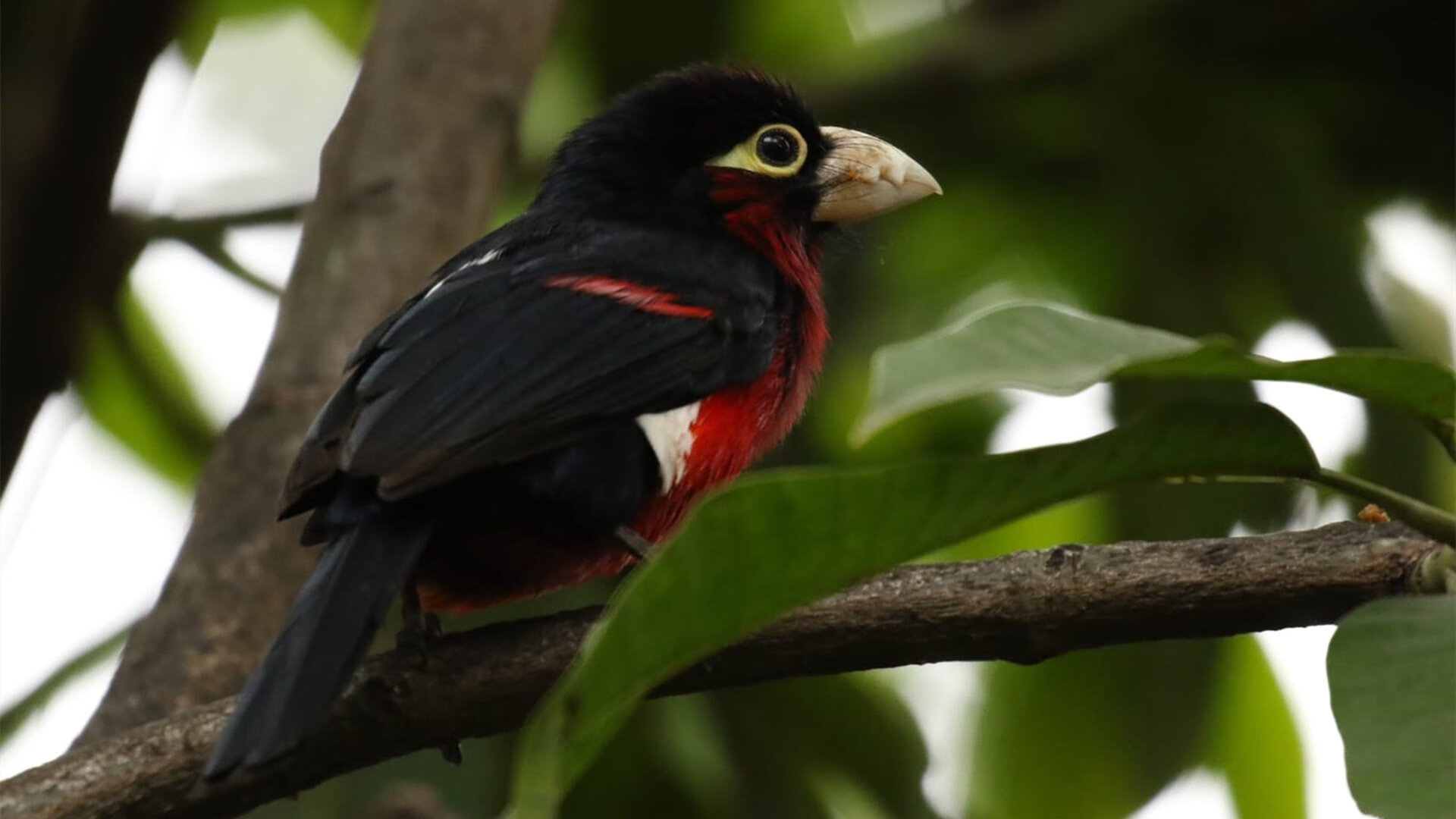 摩纳哥主场大胜尼斯，卫冕之路依旧坚挺，摩纳哥主场叫什么