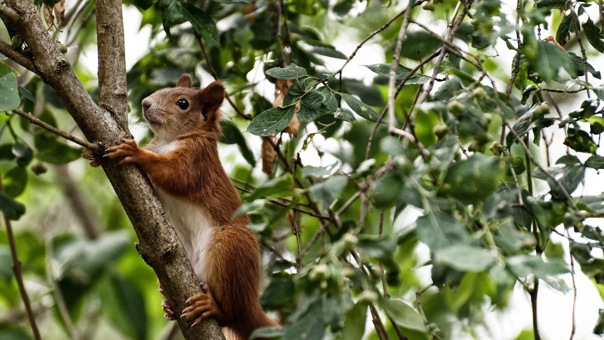 世界冬季两项赛，中国女将首登领奖台，冬奥会女单冠军