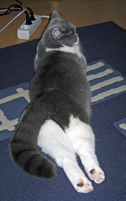 克罗地亚意大利激战无决,欧预赛积分悬殊,意大利对克罗地亚历史足球比赛