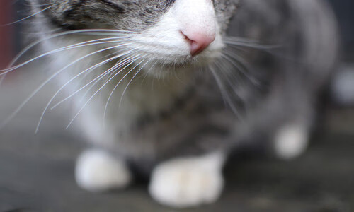 加拿大主帅：输给塞内加尔太正常了，他们配得上胜利，加拿大国家队主教练