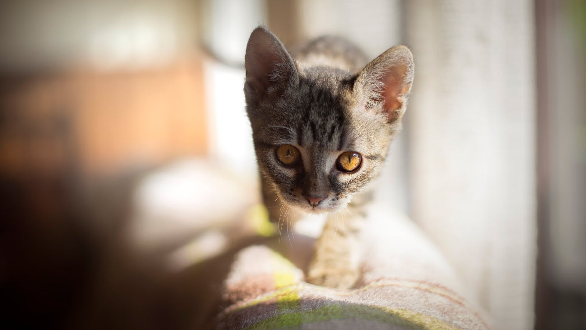 加拿大主帅：输给塞内加尔太正常了，他们配得上胜利，加拿大国家队主教练