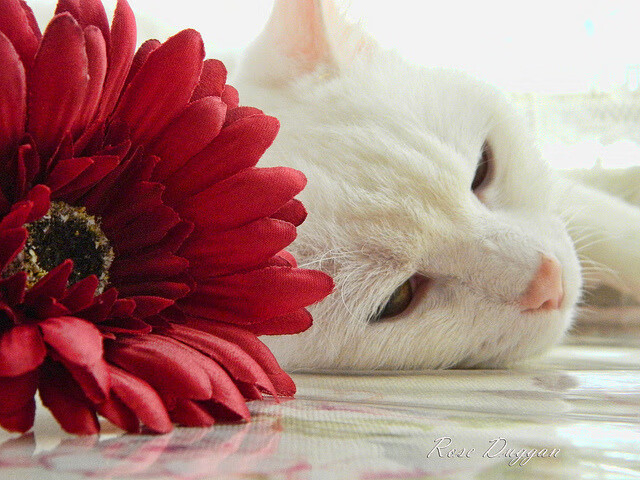 国家队凭借欧国联实力，积极备战欧锦赛战役，欧锦赛2021主办国