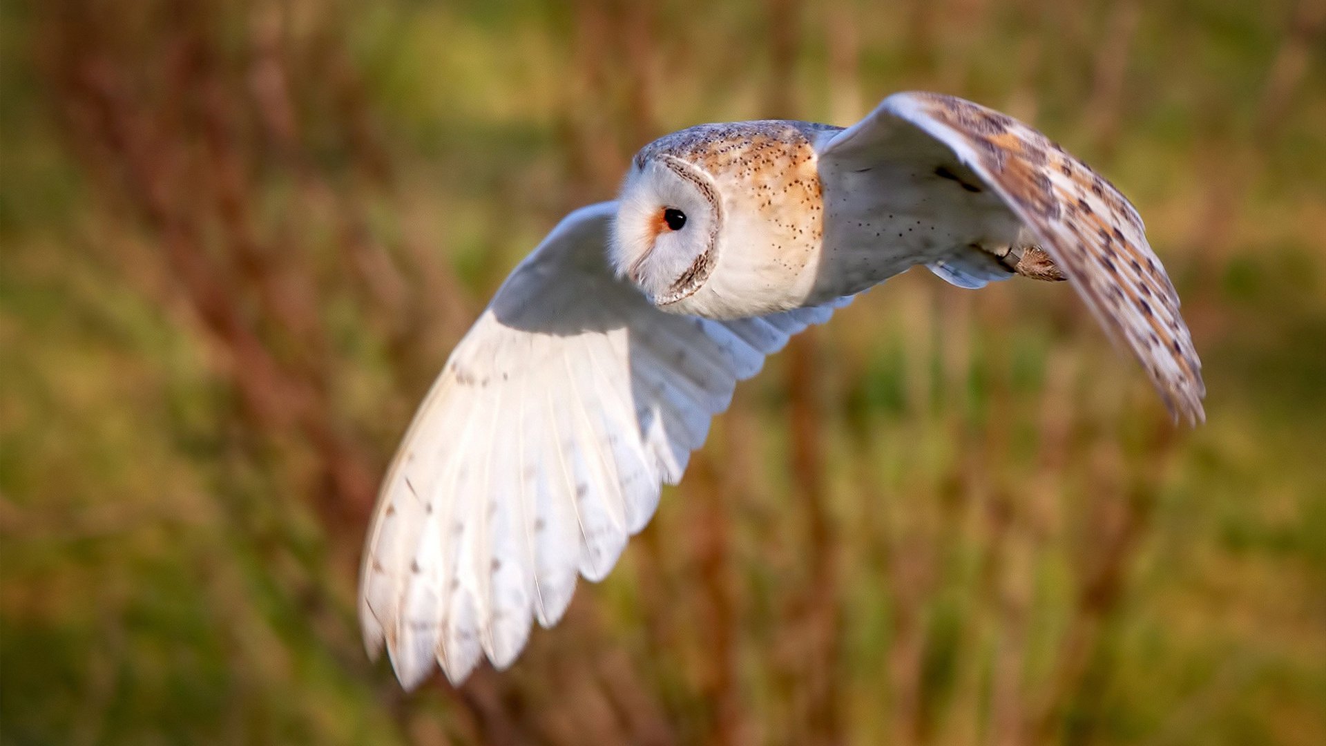 克罗地亚马术协会推出马术运动员健康管理系统,关注运动员身心健康。