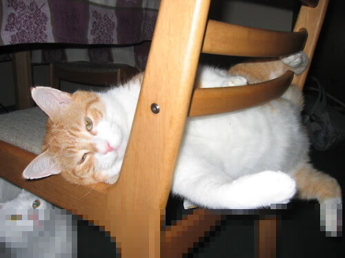 富勒姆传控流畅，白百合盼主场连胜，富勒姆外号叫什么