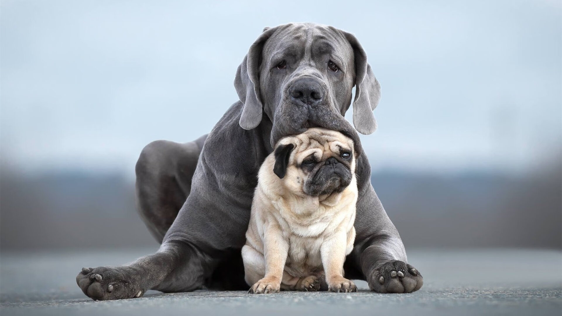 巴塞罗那遭受重创，欧冠前景堪忧，巴塞罗那欧冠晋级了吗