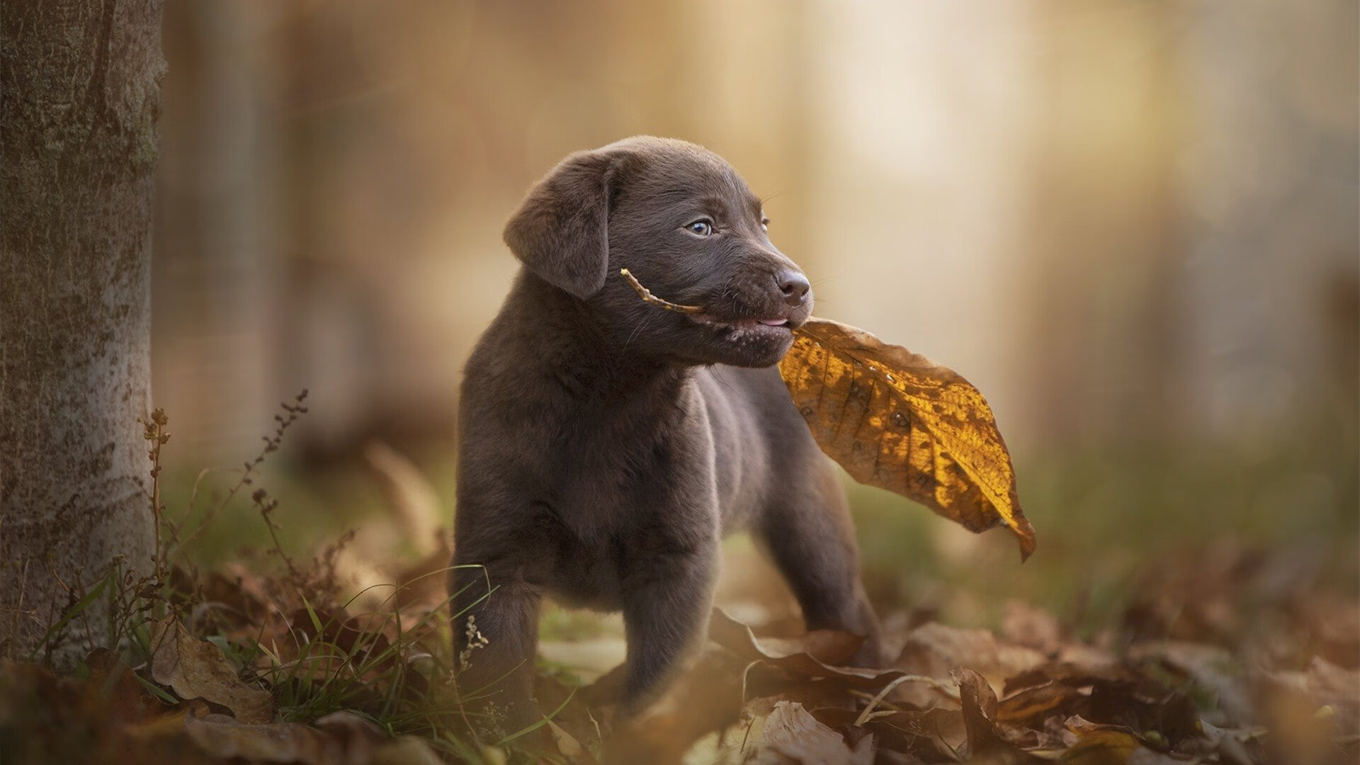 2024年国际乒联混合团体世界杯赛制变化汇总，2024世乒赛在哪