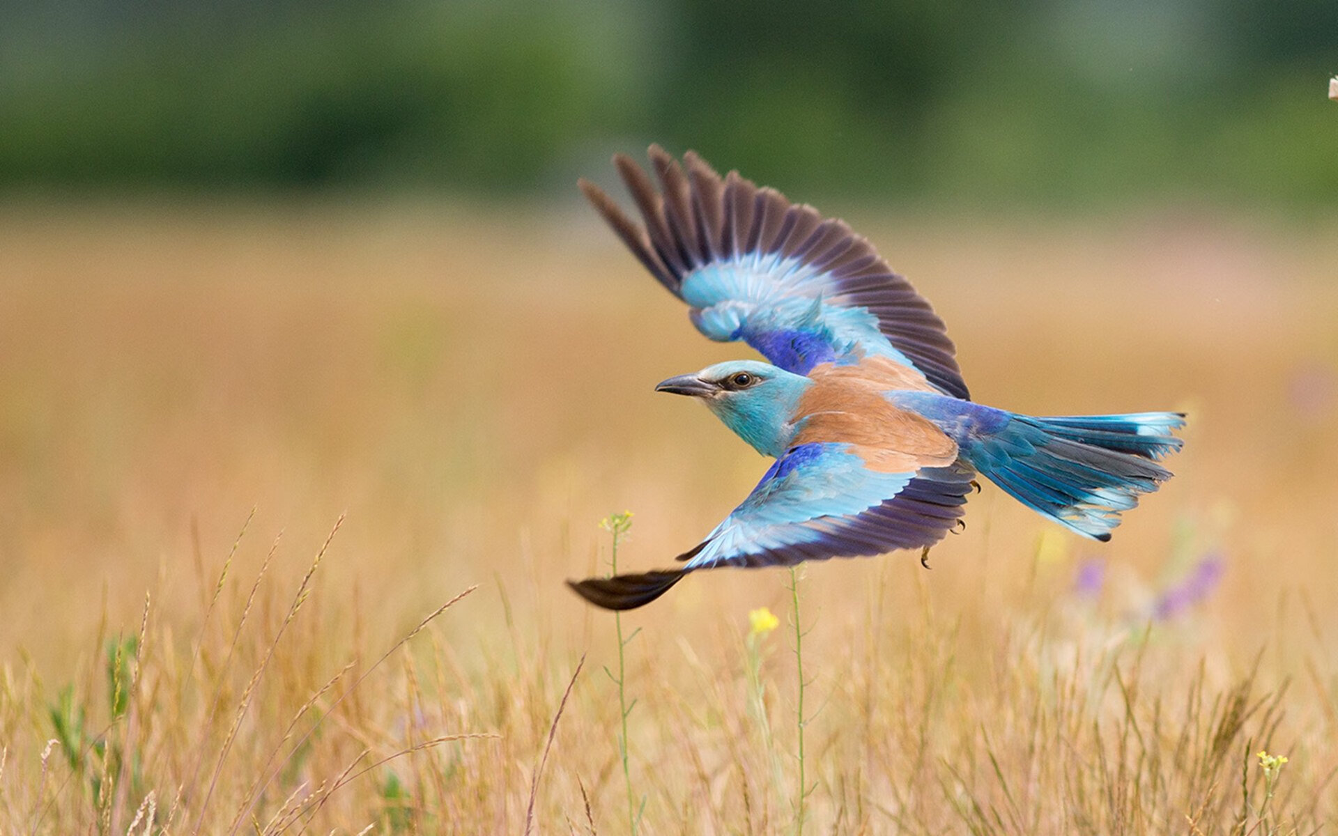 AYX官网-替补球员异军突起，成为本赛季最大惊喜，替补球员意义的重要性