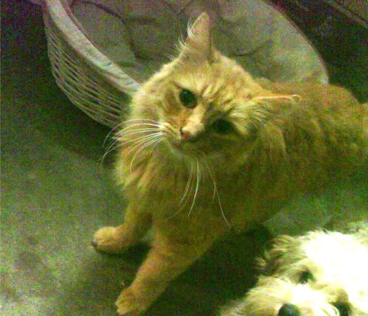 曼城主场再胜布伦特福德，德布劳内送出三次助攻，曼城中场德布劳内