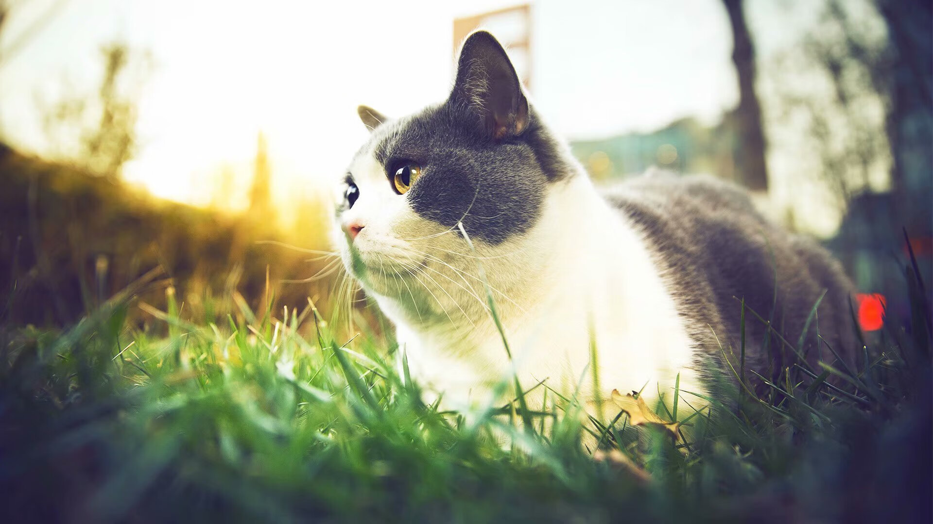 意甲“中途追赶”:那不勒斯能否持续领跑?