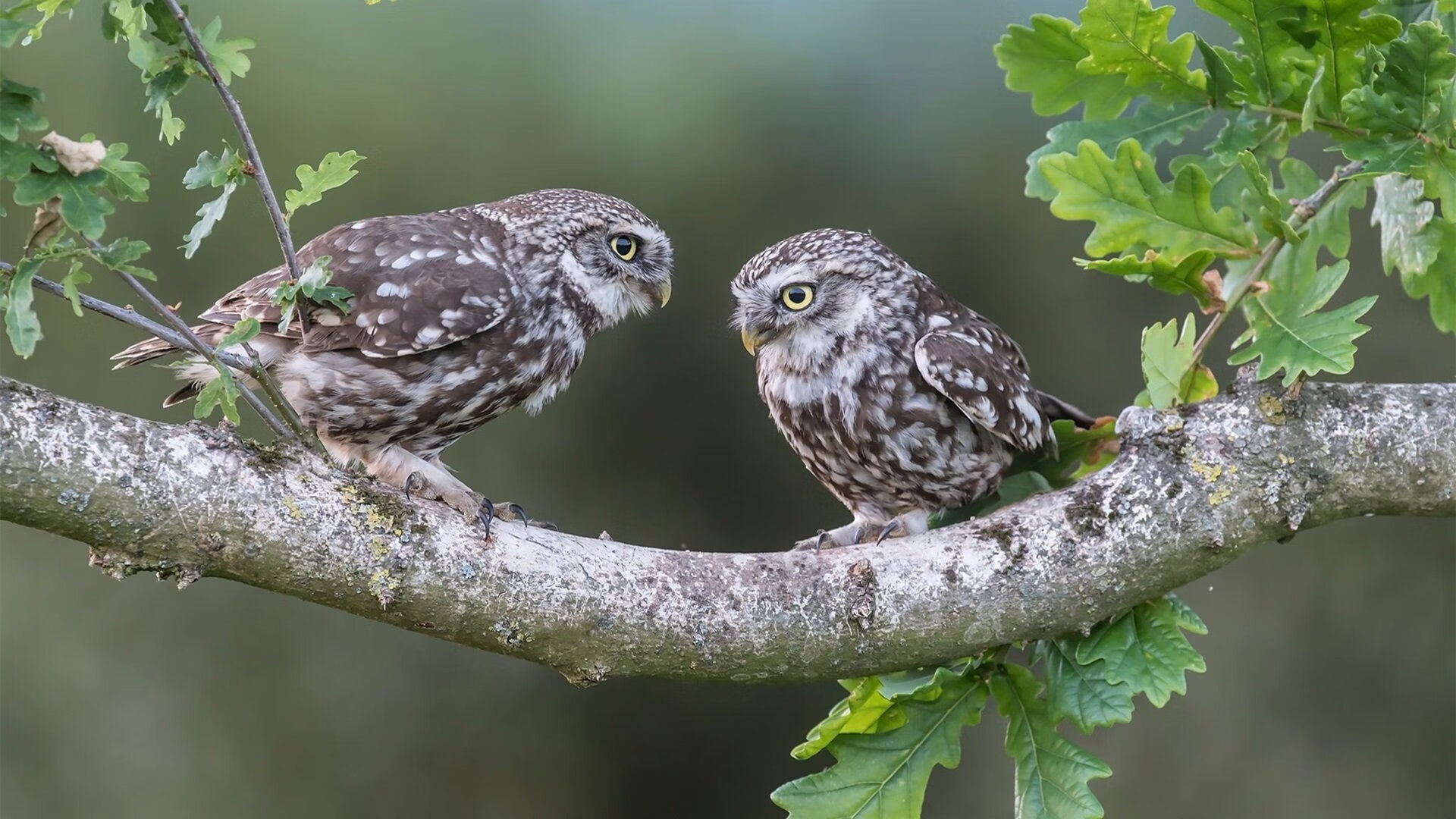 女子国家队优化边后卫参与进攻节奏增加攻击点，足球女子国家队