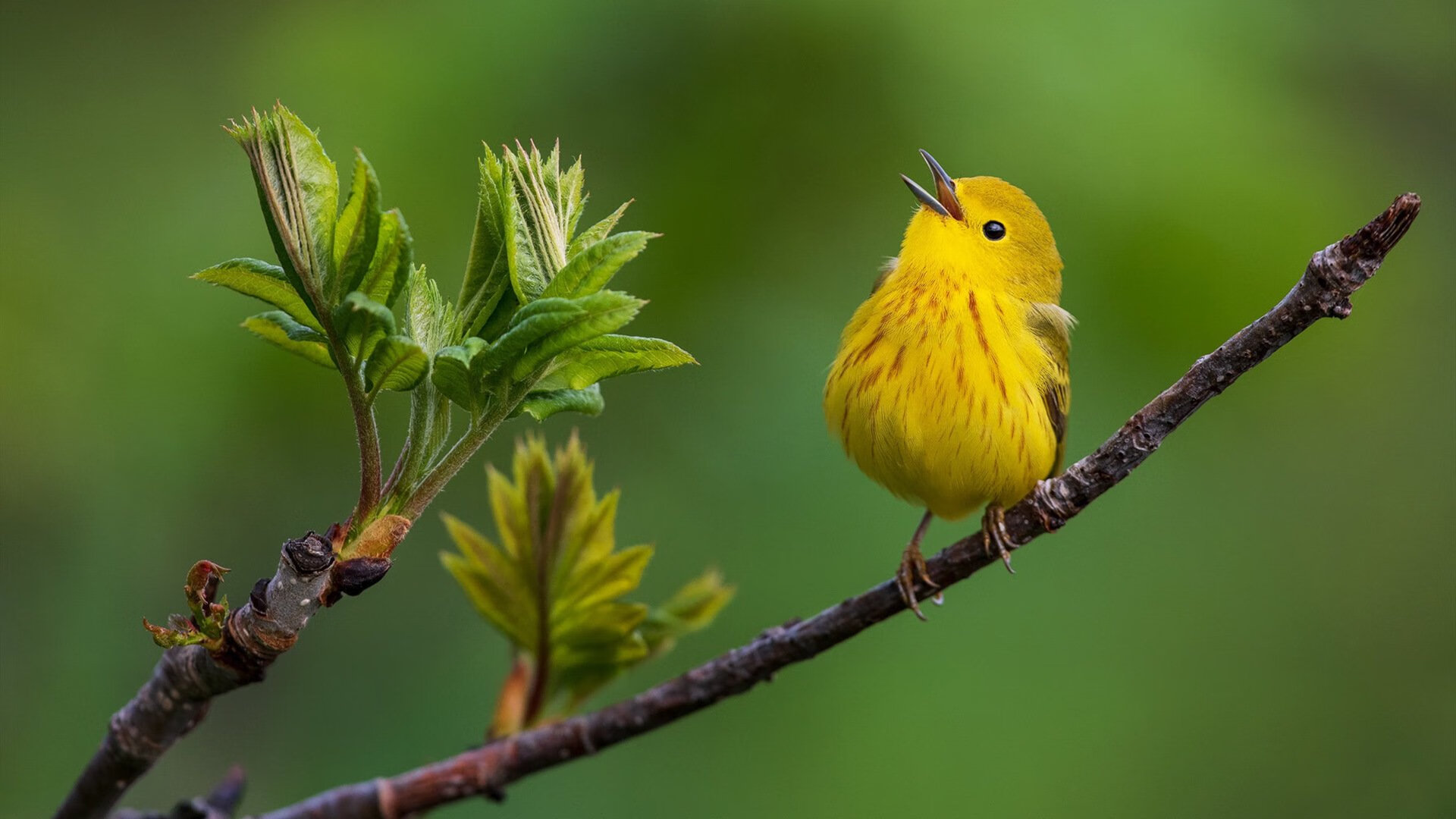希腊女篮在欧洲锦标赛中再攀高峰，冠军梦不止步，希腊女子篮球超级联赛ds
