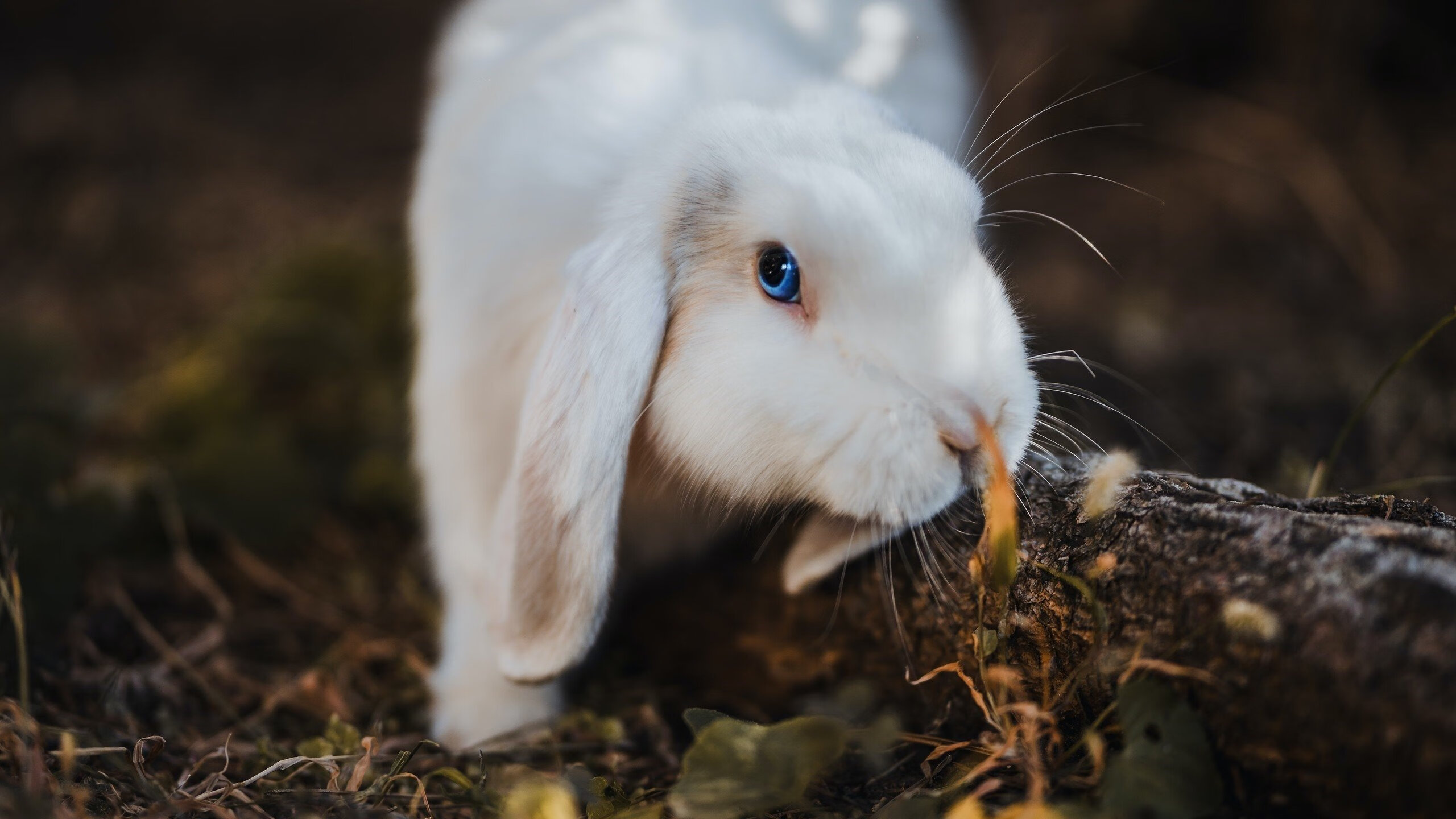 爱游戏体育APP下载-瑞安：凭借稳定的表现逐渐确立在全黑队的核心地位，瑞安扫黑除恶最新消息