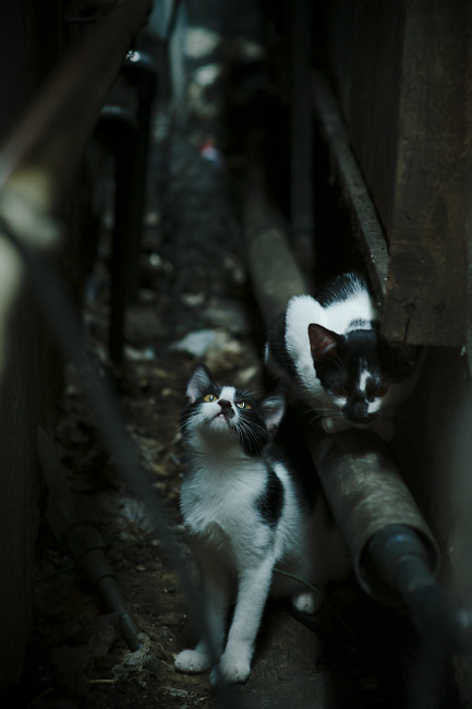 爱游戏官方-骑士配合大学研究开展球员营养改善项目