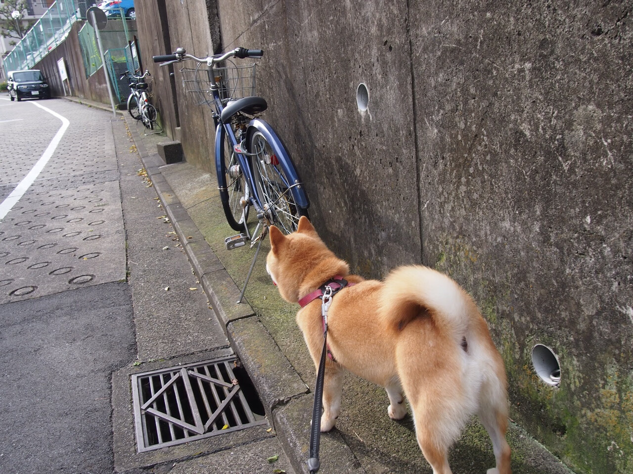 爱游戏体育平台-国家队集训计划与俱乐部赛程冲突频发，国家队集训队